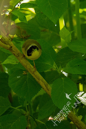 5-8-20 Common Yellowthroat with insect
