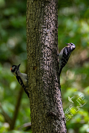 5-8-20 Downy Woodpecker sparring with female Hairy Woodpecker