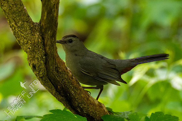 5-8-20 Gray Catbird