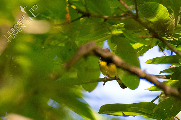 5-9-20 Mourning Warbler, not cooperating
