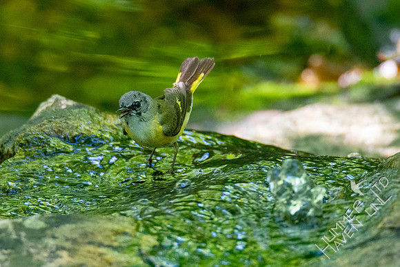 5-9-20 American Redstart, first spring male
