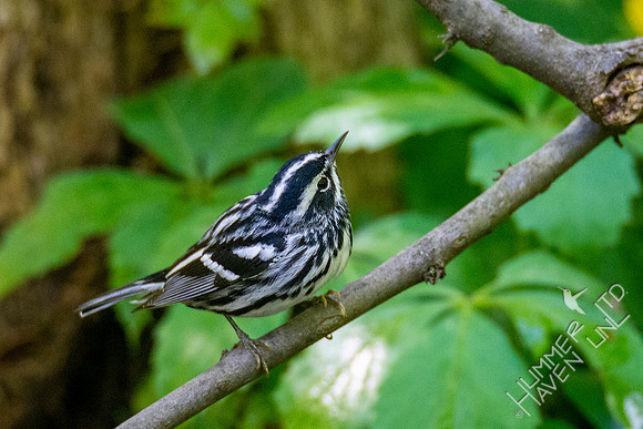 5-9-20 Black-and-white Warbler