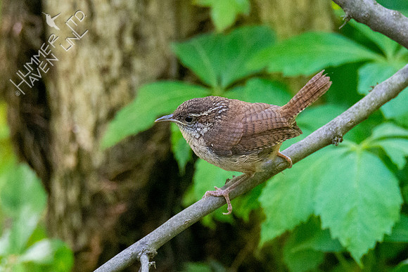 5-9-20 Carolina Wren fledgling
