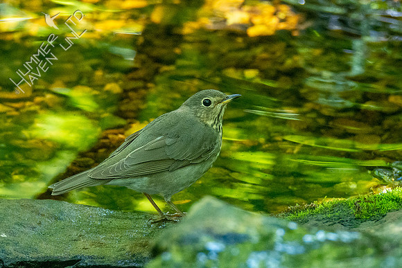 5-9-20 Swainson's Thrush