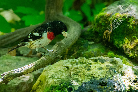 5-9-20 Rose-breasted Grosbeak