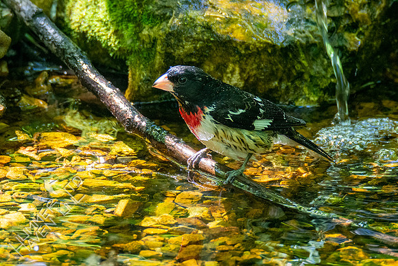5-9-20 Rose-breasted Grosbeak