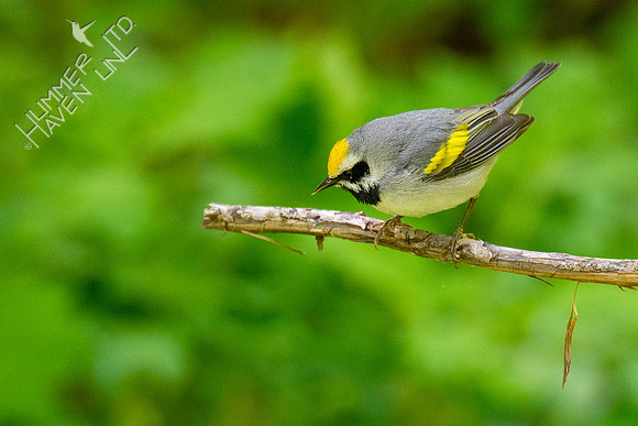 5-9-20 Golden-winged Warbler