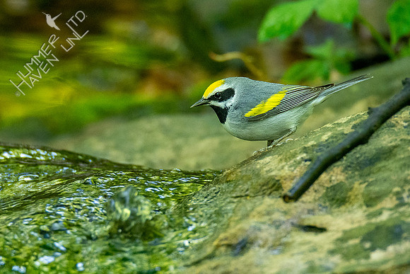 5-9-20 Golden-winged Warbler