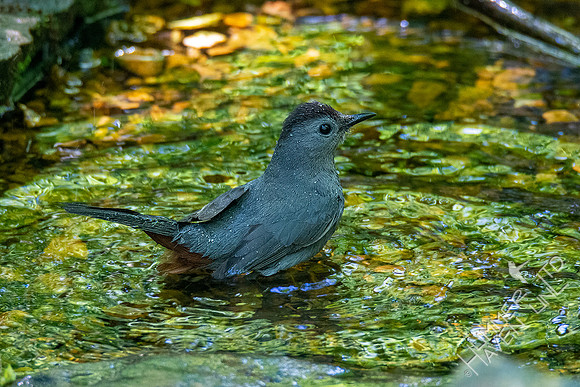 5-9-20 Gray Catbird