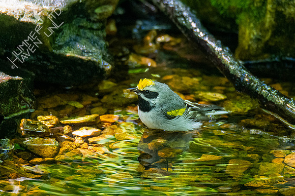 5-9-20 Golden-winged Warbler