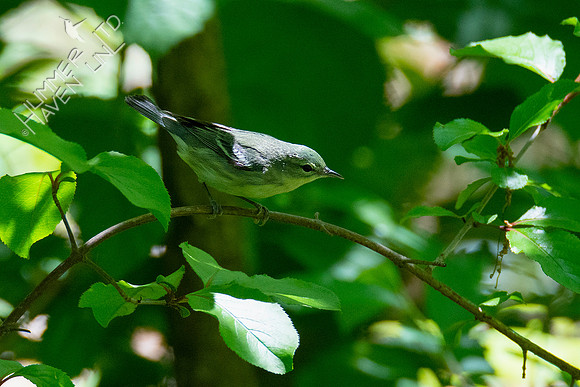 5-9-20 Cerulean Warbler female (second of the spring!)
