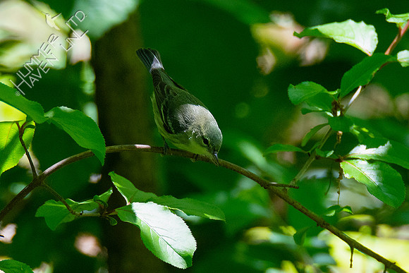 5-9-20 Cerulean Warbler female (second of the spring!)