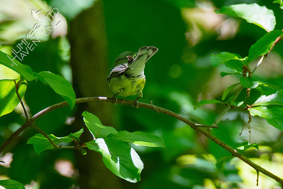 5-9-20 Cerulean Warbler female (second of the spring!)