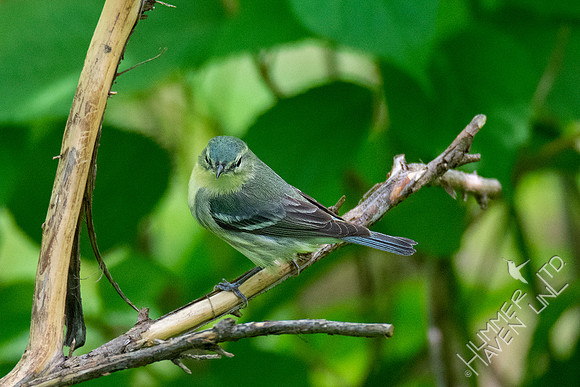 5-9-20 Cerulean Warbler female (second of the spring!)