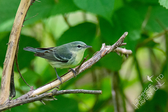 5-9-20 Cerulean Warbler female (second of the spring!)