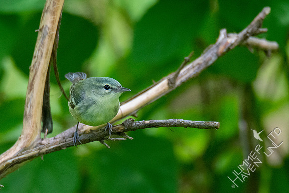 5-9-20 Cerulean Warbler female (second of the spring!)