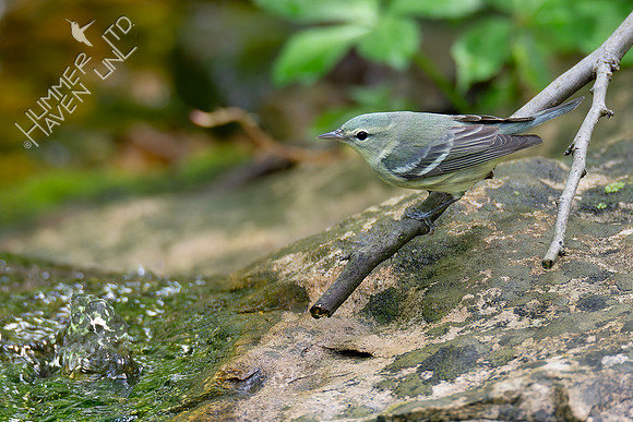 5-9-20 Cerulean Warbler female (second of the spring!)