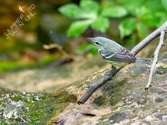 5-9-20 Cerulean Warbler female (second of the spring!)