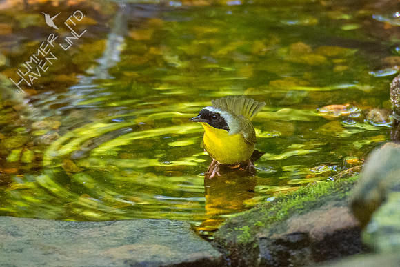 5-10-20 Common Yellowthroat