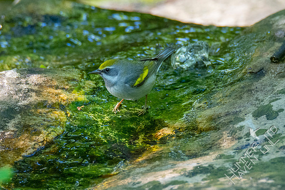 5-10-20 Golden-winged Warbler female