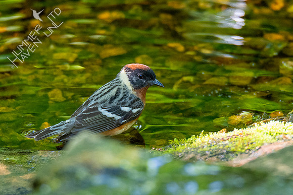 5-10-20 Bay-breasted Warbler