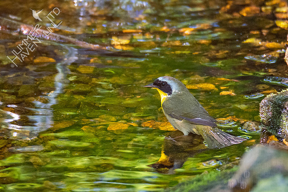 5-10-20 Common Yellowthroat