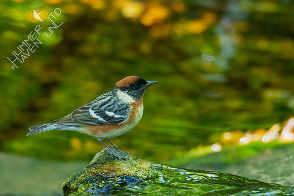 5-10-20 Bay-breasted Warbler