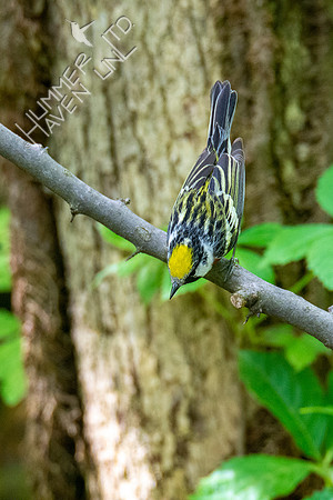 5-10-20 Chestnut-sided Warbler