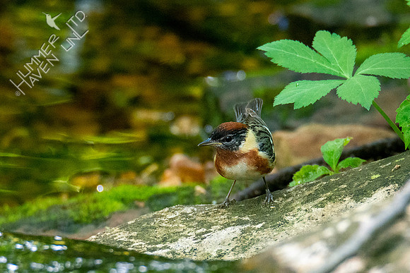5-10-20 Bay-breasted Warbler