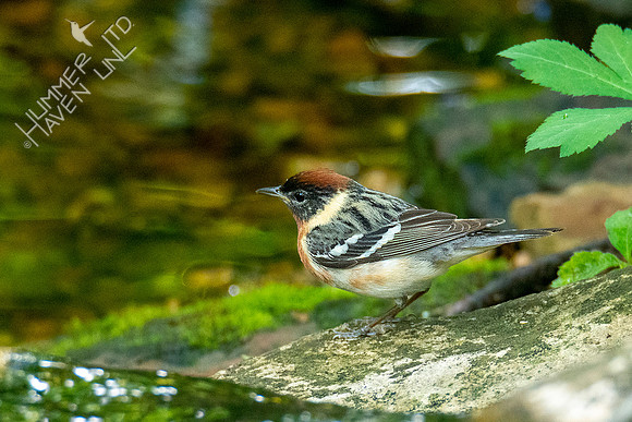 5-10-20 Bay-breasted Warbler