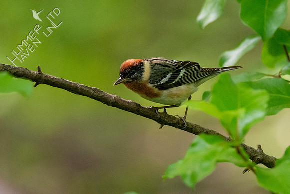 5-10-20 Bay-breasted Warbler
