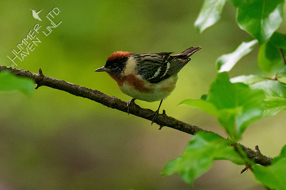 5-10-20 Bay-breasted Warbler
