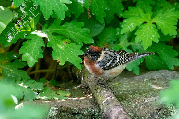 5-10-20 Bay-breasted Warbler