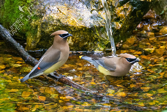 5-10-20 Cedar Waxwings
