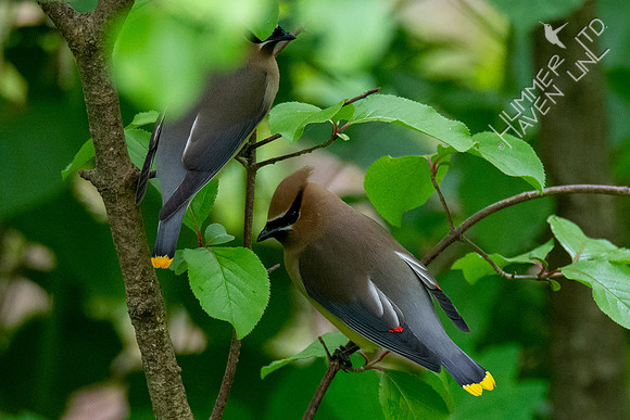 5-10-20 Cedar Waxwings