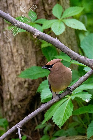 5-10-20 Cedar Waxwings