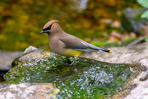 5-10-20 Cedar Waxwings