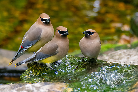 5-10-20 Cedar Waxwings