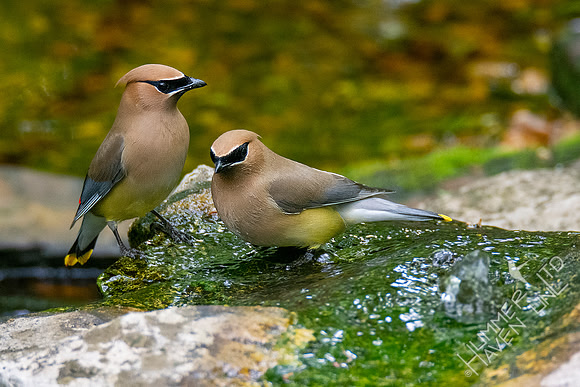 5-10-20 Cedar Waxwings