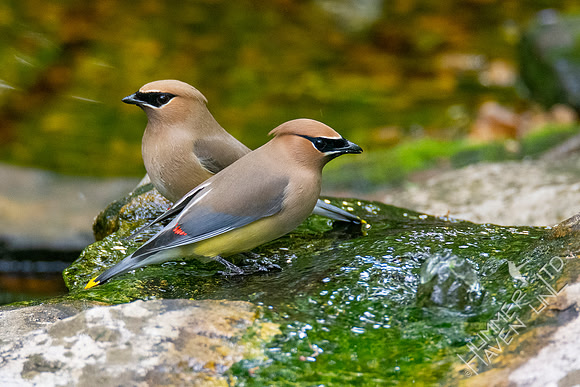 5-10-20 Cedar Waxwings