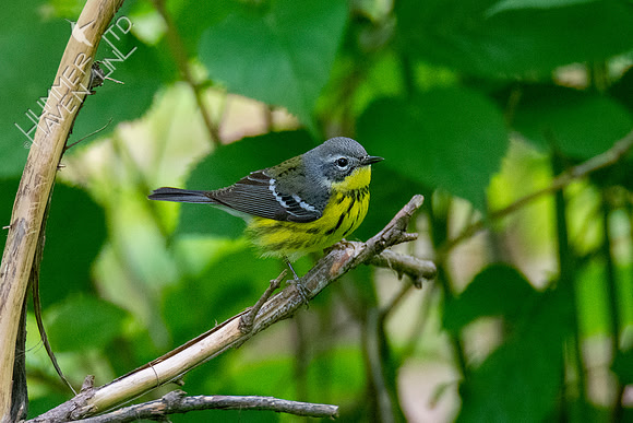 5-10-20 FOY #106 Magnolia Warbler, female