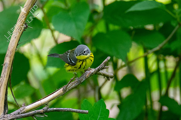 5-10-20 FOY #106 Magnolia Warbler, female