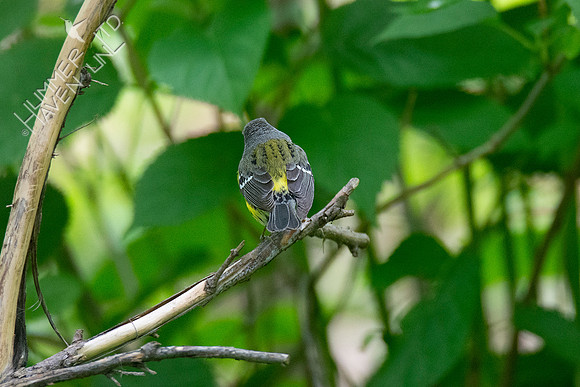 5-10-20 FOY #106 Magnolia Warbler, female