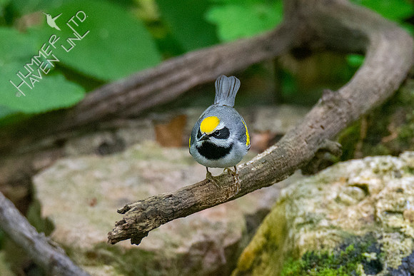5-10-20 Golden-winged Warbler