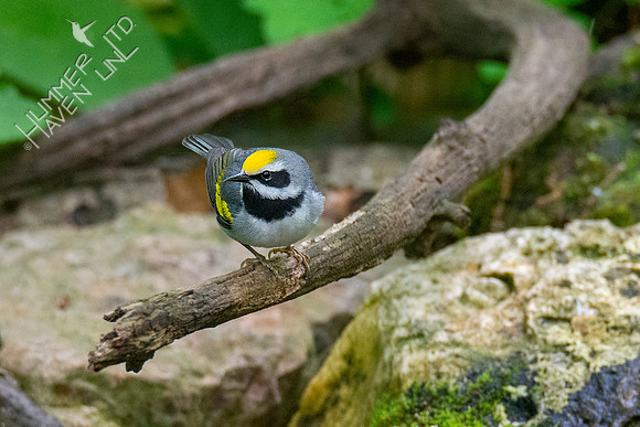 5-10-20 Golden-winged Warbler