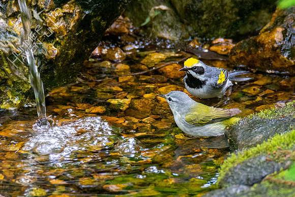 5-10-20 Tennessee and Golden-winged Warblers