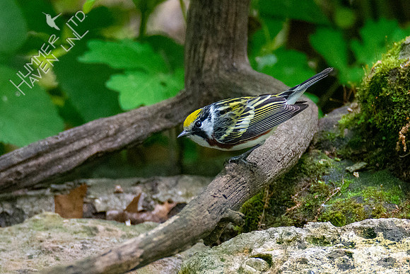 5-10-20 Chestnut-sided Warbler