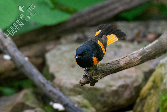 5-10-20 American Redstart