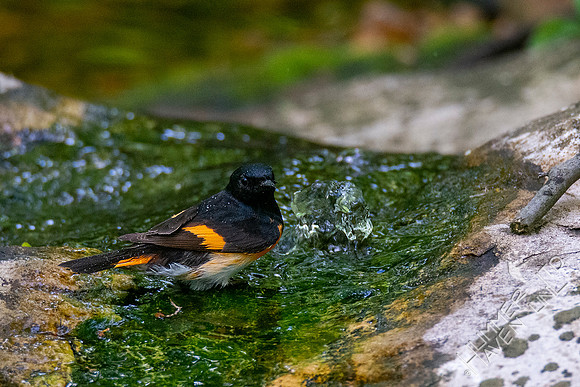 5-10-20 American Redstart