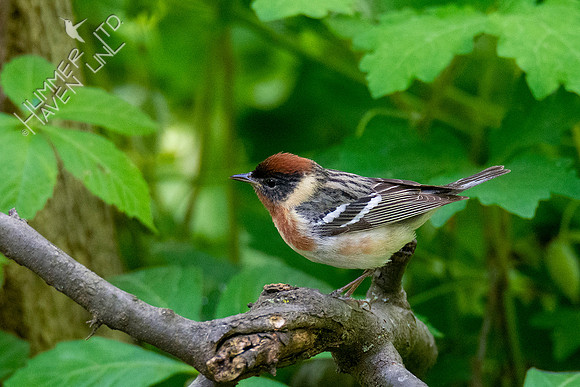 5-11-20 Bay-breasted Warbler